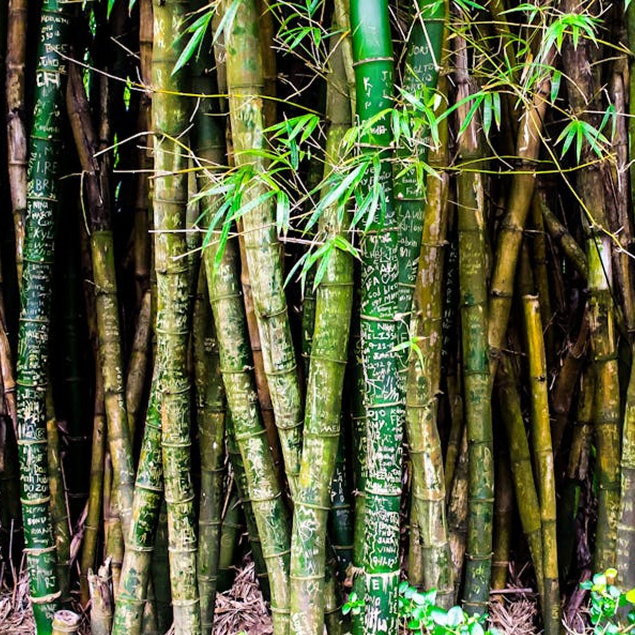 bamboo